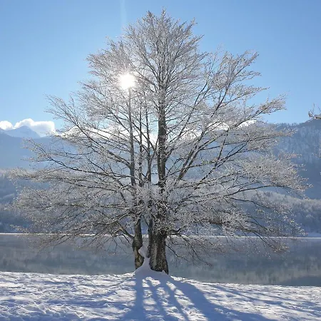 Darja Апартаменты *